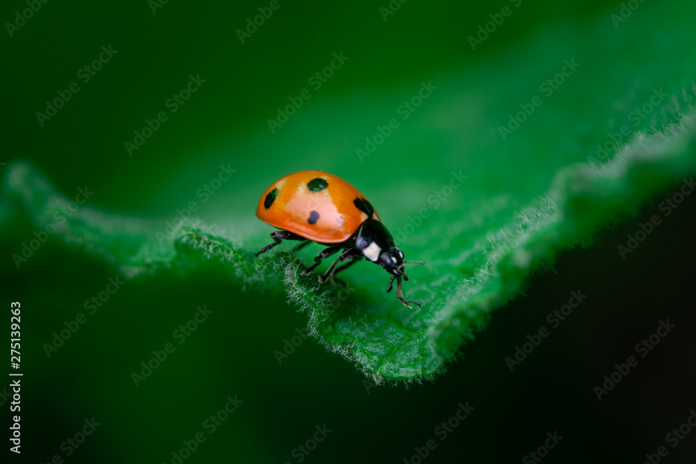 Naklejka premium Ladybug walks on the edge of a leaf, Coccinellidae, Arthropoda, Coleoptera, Cucujiformia, Polyphaga