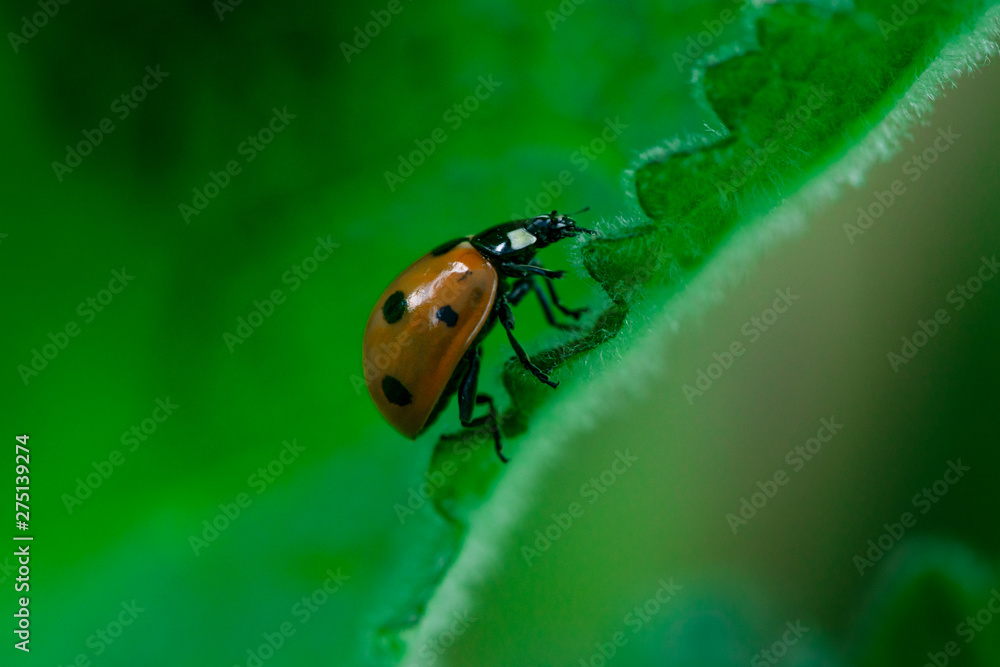 Ladybug walks on the edge of a leaf, Coccinellidae, Arthropoda, Coleoptera, Cucujiformia, Polyphaga Ladybug walks on the edge of a leaf, Coccinellidae, Arthropoda, Coleoptera, Cucujiformia, Polyphaga