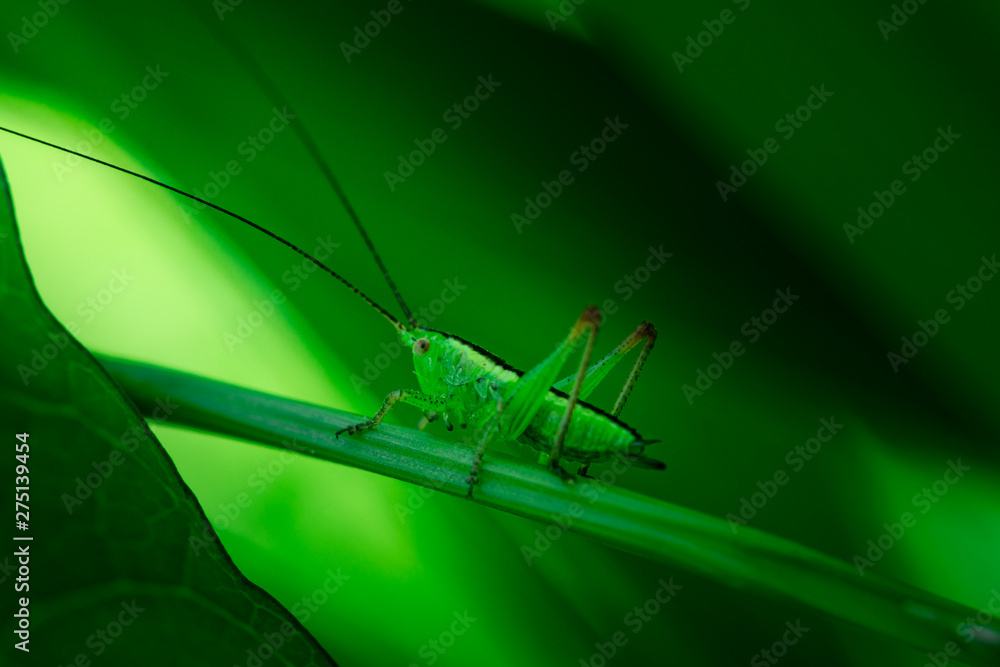 Green grasshopper is hiding on a leaf, Great green bush-cricket, Orthoptera, Arthropoda Green grasshopper is hiding on a leaf, Great green bush-cricket, Orthoptera, Arthropoda