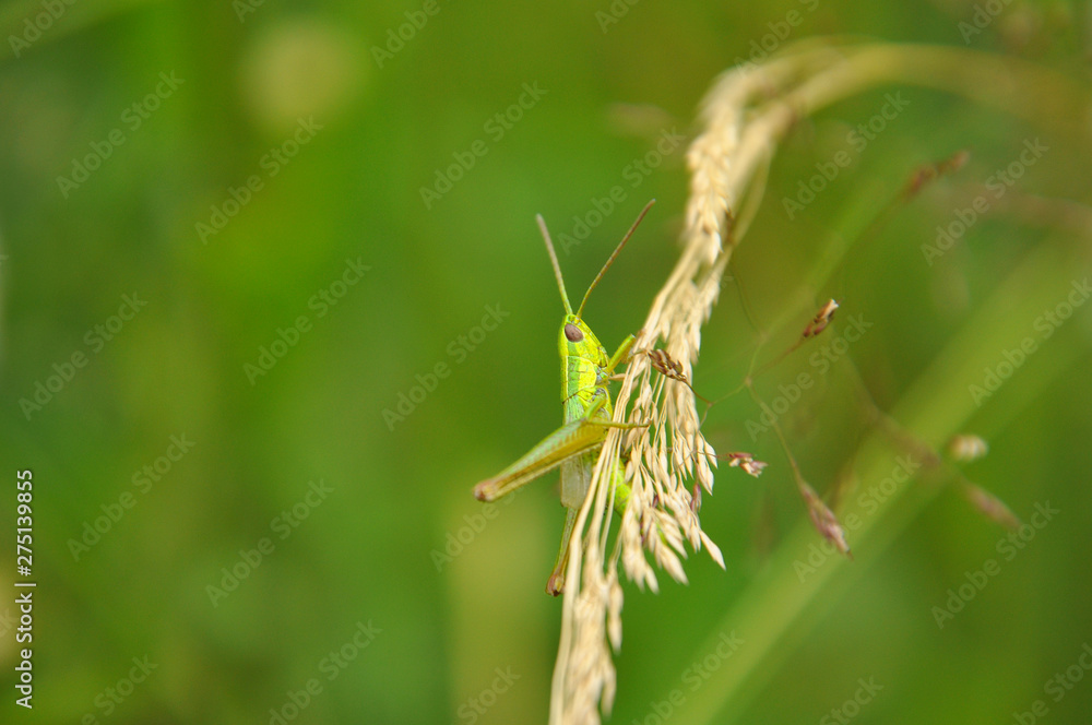 Green grasshopper sitting on grass stem Green grasshopper sitting on grass stem