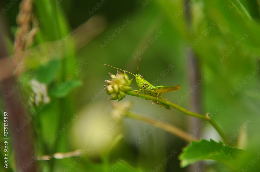 Green grasshopper sitting on grass stem Green grasshopper sitting on grass stem