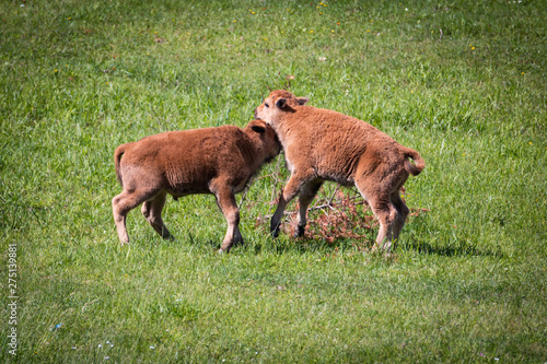 Buffalo Babies Playing In The Grass