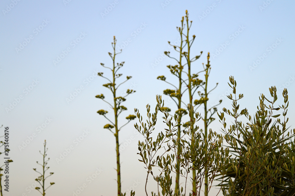 Fototapeta premium Close-up of Agave Americana Plants in Bloom, Sentry Plant