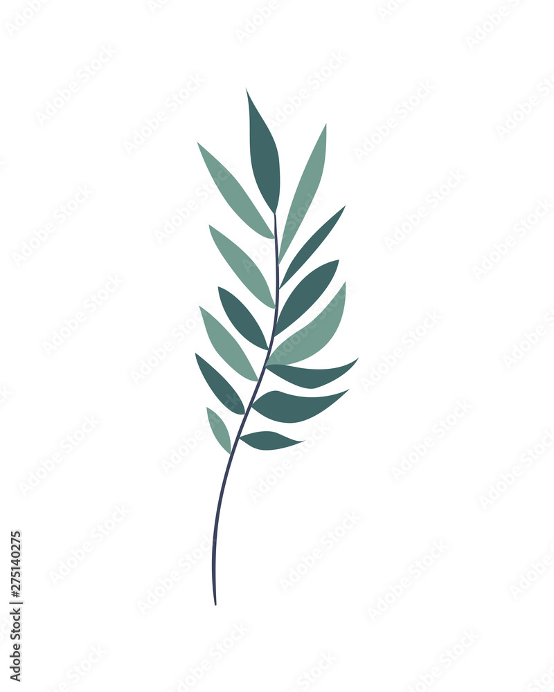 branch with leaves on white background branch with leaves on white background