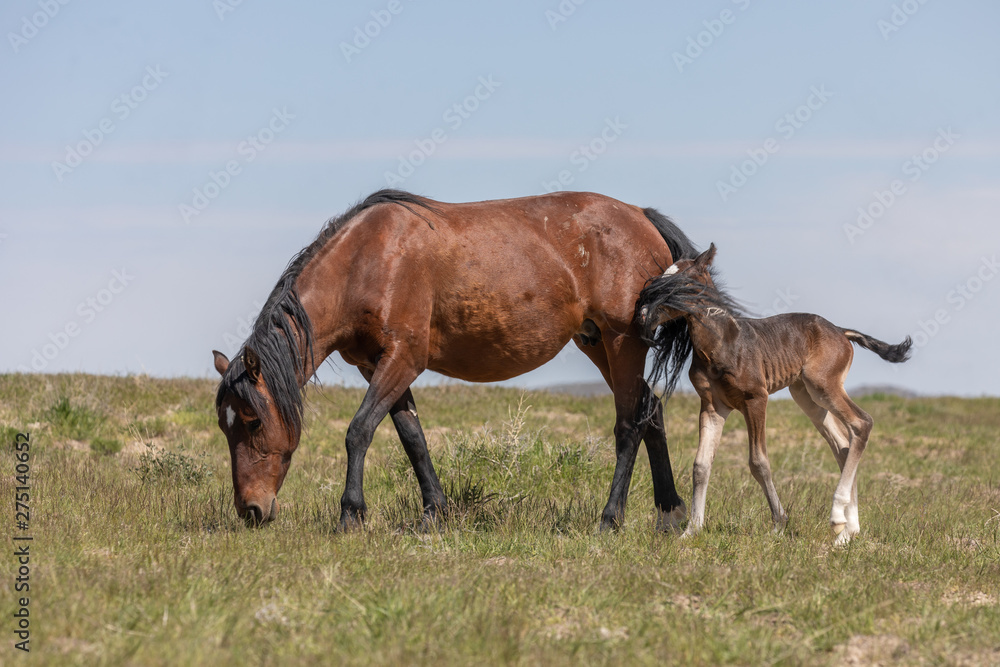 Wild horse Mare and Foal in Utah in Spring