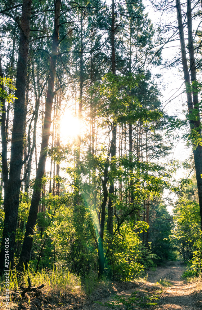 Obraz premium Sunrise in the forest. Backlight forest. Sunrise forest color.