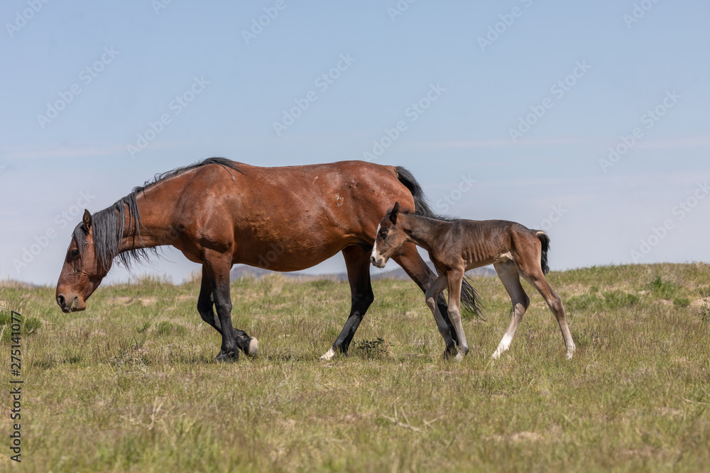 Wild horse Mare and Foal in Utah in Spring Wild horse Mare and Foal in Utah in Spring