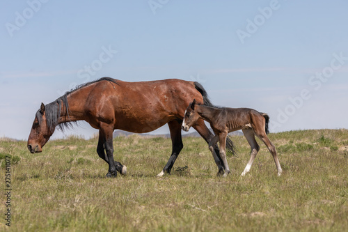 Wild horse Mare and Foal in Utah in Spring © natureguy