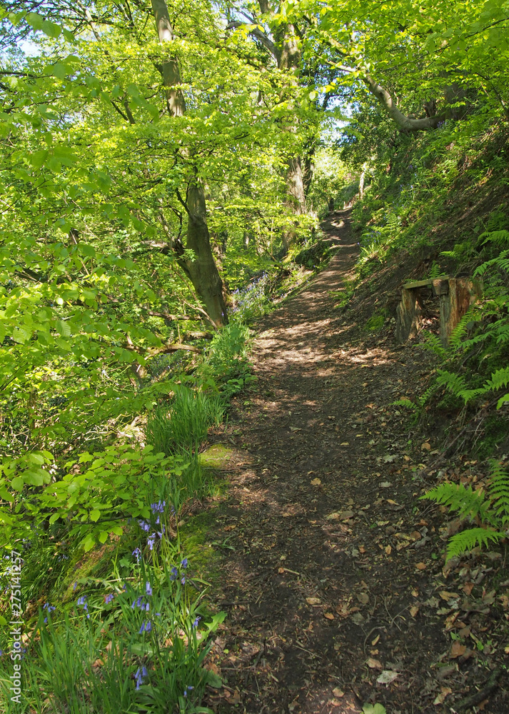 a narrow path through vibrant green spring woodland along the side of a steep valley surrounded by ferns and bluebells a narrow path through vibrant green spring woodland along the side of a steep valley surrounded by ferns and bluebells