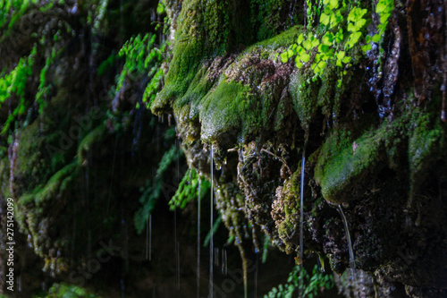 Water dripping from the walls of Hamilton Pool covered with moss and plants