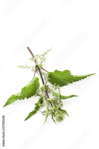 Nettle sprig (urtica dioica)