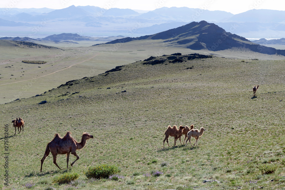 Western Mongolia steppe landscape. Camels in outskirts of Bayan-Ulgii town. Bayan-Ulgii Province, Mongolia.