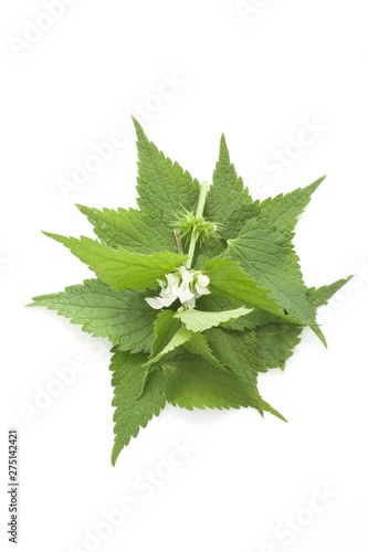 White dead-nettle