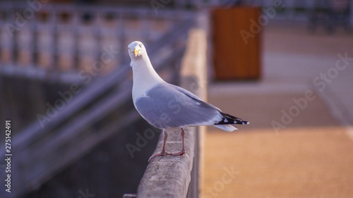 Mouette de Nomandie photo