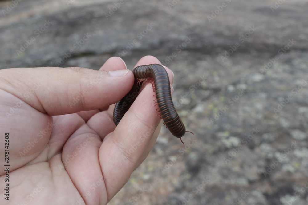 Fototapeta premium Narceus americanus is a large millipede of eastern North America. Common names include American giant millipede, worm millipede, and iron worm.