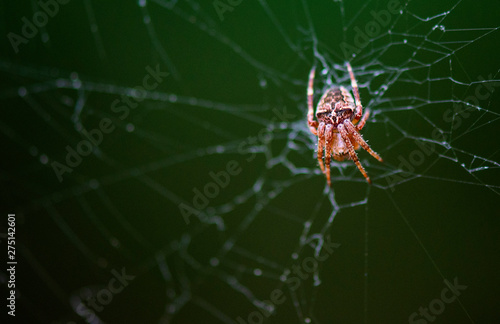spider climbs on the web. © tutye