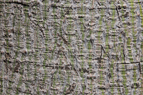 Closeup of a brown tree bark of a palm with green vertical striped pattern. Can be used as a background texture.