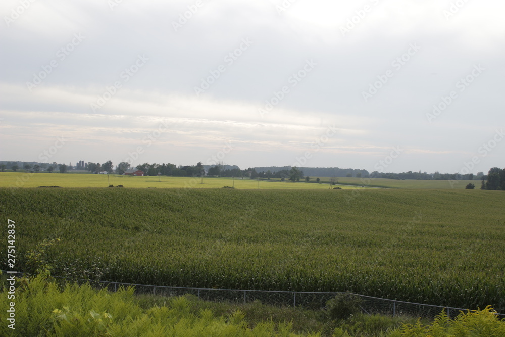Corn and wheat field under the blue sky in Southern Ontario, Canada, fenced by the trees