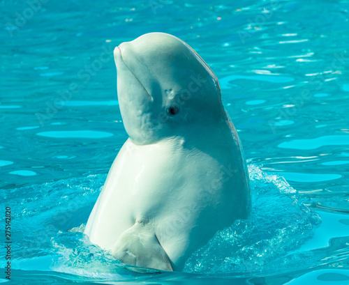 white whale jumps out of the water