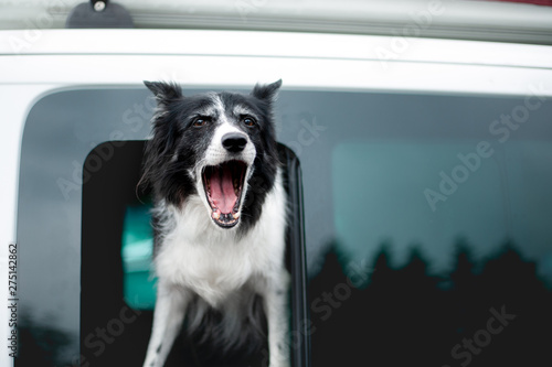Dog Barking from Car Window. Old Black and White Border Collie Looking out of Window. © Dvorakova Veronika