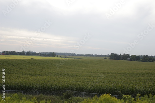 Corn and wheat field under the blue sky in Southern Ontario, Canada, fenced by the trees
