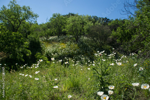 Wildflowers field in Pedernales Falls State Park, Texas hill country, USA