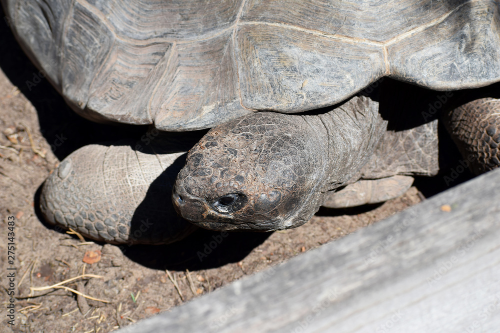 Big brown turtle Galapagos giant tortoise or Chelonoidis crawling on ground outdoors, closeup view. Largest living species of tortoise. Big brown turtle Galapagos giant tortoise or Chelonoidis crawling on ground outdoors, closeup view. Largest living species of tortoise.