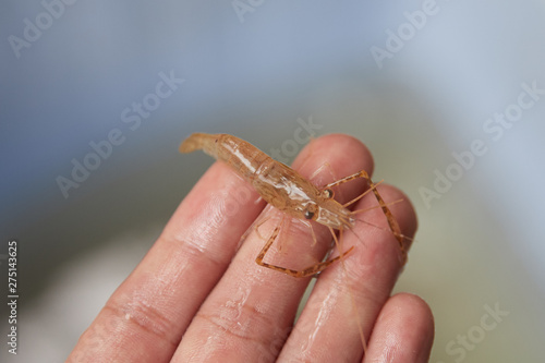  small living shrimp in man's hand