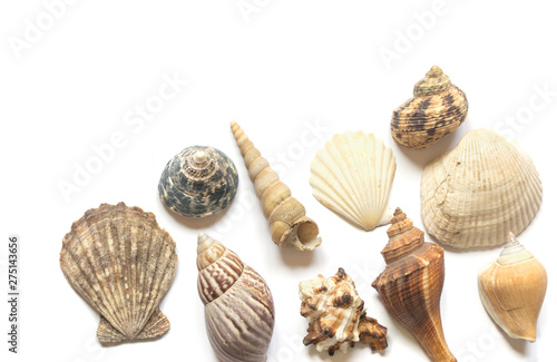 Various sea shells isolated on white background