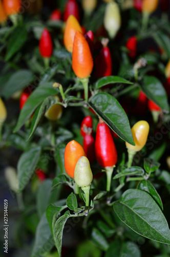 Close-up of a Beautiful Red Pepper Plant, Nature, Macro