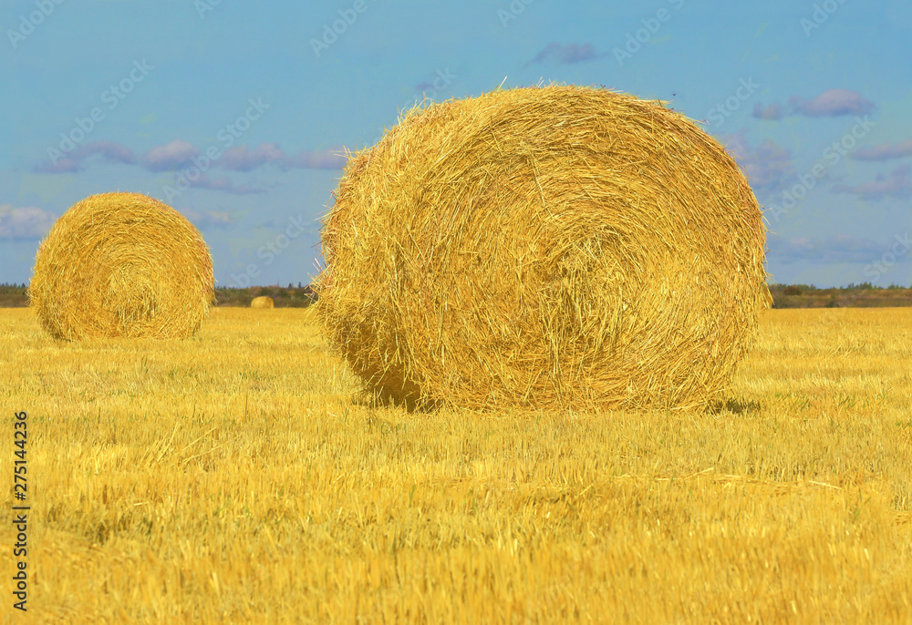 Fototapeta premium Haystack rolls in Manitoba