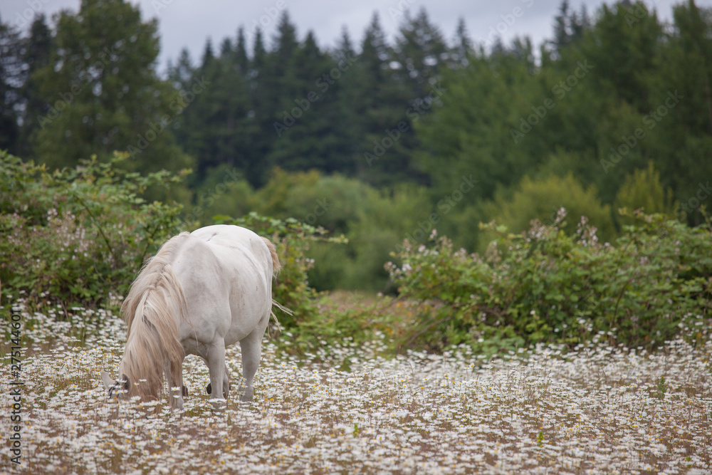 Horses in the meadow Horses in the meadow