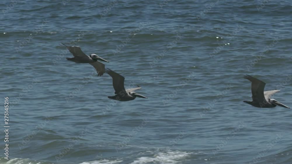 Handheld, medium close up shot of three pelicans flying just above the water. Handheld, medium close up shot of three pelicans flying just above the water.