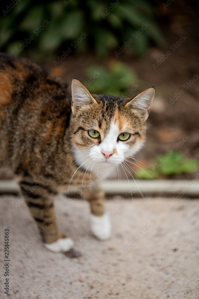 Funny homeless gray cat. Funny homeless gray cat.