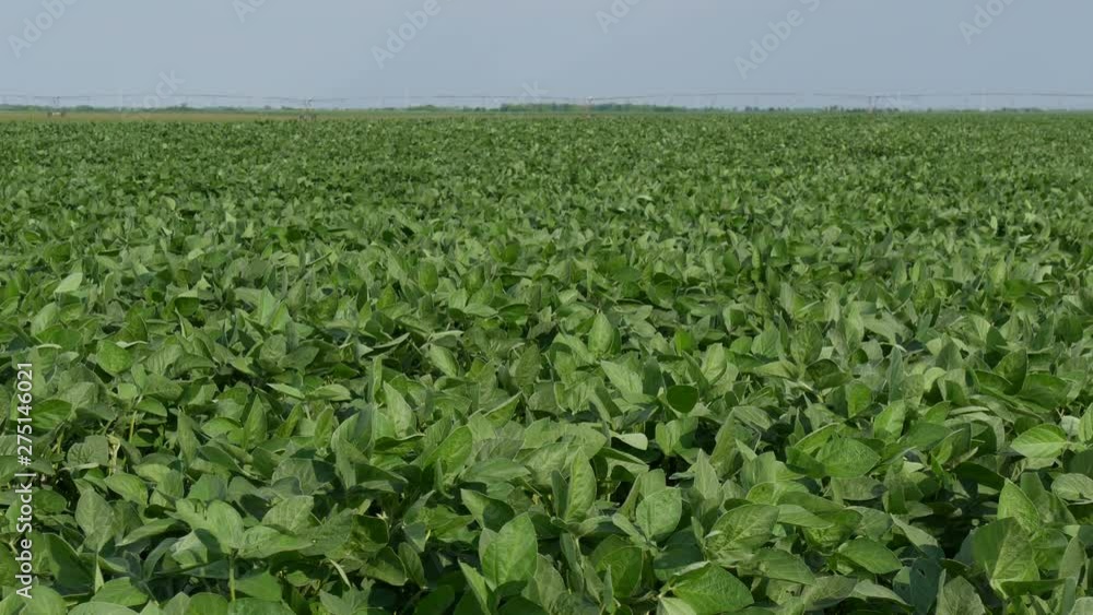 Agriculture, green cultivated soy bean field in late spring or early summer, selective focus Agriculture, green cultivated soy bean field in late spring or early summer, selective focus
