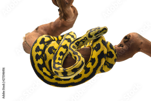The carpet tree python isolated on white background photo