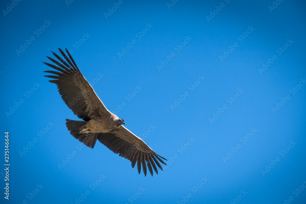 Fototapeta premium Andean Condor in flight against blue sky