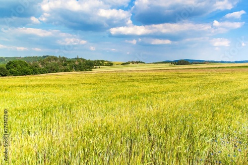 Hot summer day in the countryside. Green field in June. Agricultural landscape in the Czech Republic.