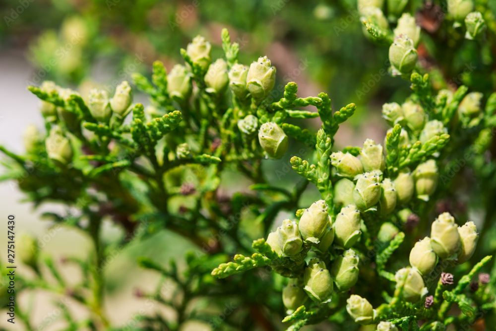 Picture of green young cones, buds, needles. Youth, spring concept. Selective focus. Picture of green young cones, buds, needles. Youth, spring concept. Selective focus.