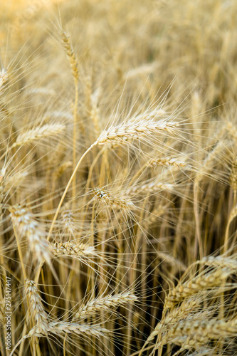 Ripe wheat field, yellow wheat ears close up