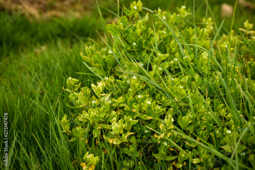 Chickweed (Stellaria Media) and grass background landscape