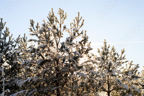 winter. it's snow, frost. landscape sunlight sunrise trees, spruce there is a road for cars