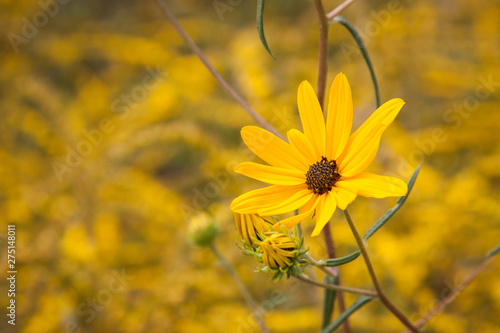 Helianthus