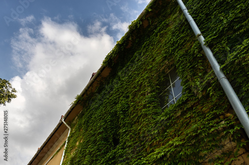 The house's wall with window is covered with green ivy on a background of blue sky with white clouds.
