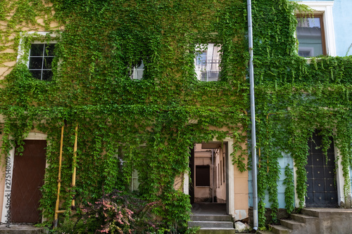 The walls of old houses with windows and doors are overgrown with ivy.