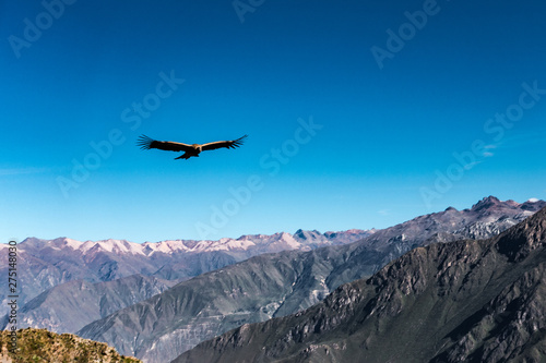A wild condor is flying near Cruz Del Condor viewpoint over the Colca canyon, Peru © photo-nature