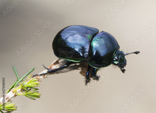 Dung beetle Trypocopris pyraeneus on brown background photo