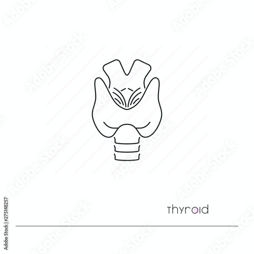 Thyroid icon isolated. Single thin line symbol of thyroid. Human body anatomy outline pictogram