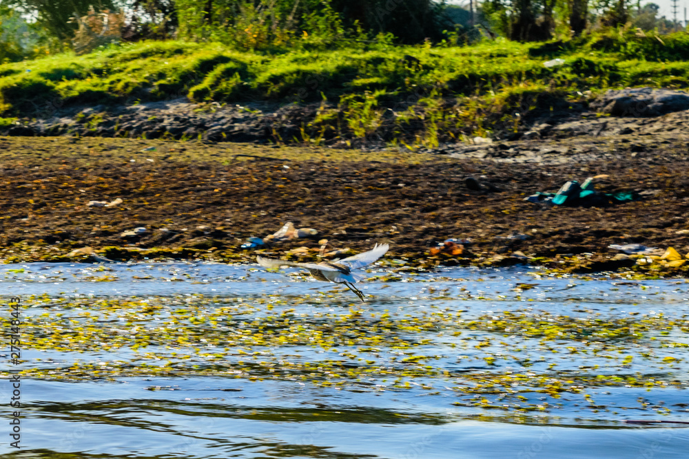 Grey heron (Ardea cinerea) fly over the Nile river Grey heron (Ardea cinerea) fly over the Nile river