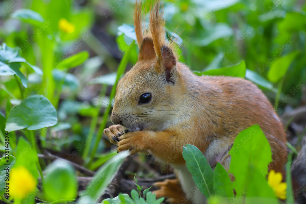 Eurasian red squirrel (Sciurus vulgaris) in the final stage of seasonal shedding from gray winter coat to red summer coat sitting in the middle of the green plants and eating something Eurasian red squirrel (Sciurus vulgaris) in the final stage of seasonal shedding from gray winter coat to red summer coat sitting in the middle of the green plants and eating something